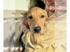 Shepradors DOG FOR ADOPTION RGADN-1385269 - Vega (Space Puppies) - Labrador