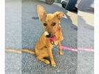 Shepradors DOG FOR ADOPTION RGADN-1385272 - Luna (Space Puppies) - Labrador