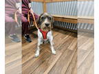German Wirehaired Pointer-Pointer Mix DOG FOR ADOPTION RGADN-1385276 - Stella -