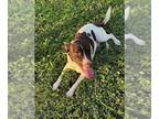 Pointer Mix DOG FOR ADOPTION RGADN-1385277 - Jellyroll - Pointer / Mixed Dog For