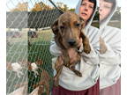 Plott Hound DOG FOR ADOPTION RGADN-1385278 - Nambi - Plott Hound Dog For