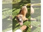 Catahoula Leopard Dog-Mastiff Mix DOG FOR ADOPTION RGADN-1385280 - Priscilla -