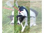 Feist Terrier-Pointer Mix DOG FOR ADOPTION RGADN-1385282 - Demi - Feist /