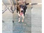 Beagle-Pointer Mix DOG FOR ADOPTION RGADN-1385283 - Floyd - Beagle / Pointer /