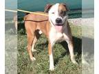 Boxador DOG FOR ADOPTION RGADN-1385284 - Brucy - Boxer / Labrador Retriever /