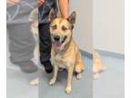 German Shepherd Dog-Siberian Husky Mix DOG FOR ADOPTION RGADN-1385285 - Benjamin
