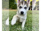 Mix DOG FOR ADOPTION RGADN-1385303 - Perry - Husky Dog For Adoption