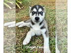 Siberian Husky DOG FOR ADOPTION RGADN-1385304 - Chapel - Siberian Husky Dog For