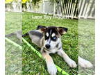 Mix DOG FOR ADOPTION RGADN-1385308 - Lana - Husky Dog For Adoption
