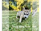 Mix DOG FOR ADOPTION RGADN-1385309 - Swift - Husky Dog For Adoption