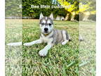 Mix DOG FOR ADOPTION RGADN-1385310 - Bee - Husky Dog For Adoption