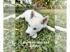 Mix DOG FOR ADOPTION RGADN-1385311 - Lady - Husky Dog For Adoption