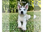 Mix DOG FOR ADOPTION RGADN-1385312 - Billy - Husky Dog For Adoption