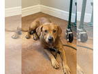 Rhodesian Ridgeback Mix DOG FOR ADOPTION RGADN-1385313 - Lucy Lyn - Rhodesian