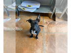 American Pit Bull Terrier Mix DOG FOR ADOPTION RGADN-1385314 - Majesty -