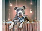 American Pit Bull Terrier DOG FOR ADOPTION RGADN-1385319 - Ellie - Pit Bull