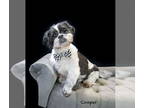 Shih Tzu DOG FOR ADOPTION RGADN-1385320 - Cooper - Shih Tzu Dog For Adoption