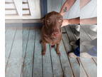 Labrador Retriever Mix DOG FOR ADOPTION RGADN-1385325 - Rocky - Labrador