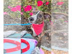 Plott Hound Mix DOG FOR ADOPTION RGADN-1385332 - Tide Hurricane Milton - Plott