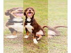 Dachshund DOG FOR ADOPTION RGADN-1385345 - Hazel Albanian Tripod - Dachshund