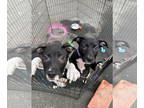 American Pit Bull Terrier DOG FOR ADOPTION RGADN-1385363 - Pugsley and Wednesday