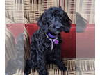 Cockapoo DOG FOR ADOPTION RGADN-1385376 - Mrs. Peacock - Cockapoo Dog For