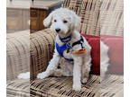 Poochon DOG FOR ADOPTION RGADN-1385377 - Colonel Mustard - Bichon Frise / Poodle