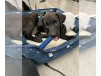 Labrador Retriever DOG FOR ADOPTION RGADN-1385378 - Bruce - Labrador Retriever