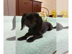 Japanese Chin DOG FOR ADOPTION RGADN-1385380 - Cuddles - Japanese Chin Dog For
