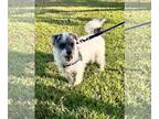 Jack Russell Terrier Mix DOG FOR ADOPTION RGADN-1385382 - Shadow - Jack Russell