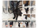 Australian Kelpie Mix DOG FOR ADOPTION RGADN-1385385 - KLAUS - Australian Kelpie