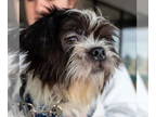 Shih Tzu Mix DOG FOR ADOPTION RGADN-1385386 - Professor Plum - Shih Tzu /