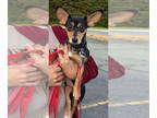 Chipin DOG FOR ADOPTION RGADN-1385387 - Princessa - Miniature Pinscher /
