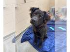 German Shepherd Dog Mix DOG FOR ADOPTION RGADN-1385390 - JACK SKELLINGTON -