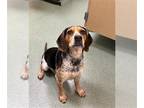 Beagle DOG FOR ADOPTION RGADN-1385394 - TRICK - Beagle (medium coat) Dog For