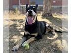 Shepweiller DOG FOR ADOPTION RGADN-1385408 - JASON - German Shepherd Dog /
