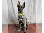 Dutch Shepherd -Labrador Retriever Mix DOG FOR ADOPTION RGADN-1385438 - Jasper -