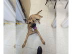 Rhodesian Ridgeback DOG FOR ADOPTION RGADN-1385439 - Mila - Rhodesian Ridgeback