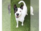 Akita Mix DOG FOR ADOPTION RGADN-1385441 - Griffin - Akita / Mixed (short coat)