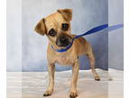 Pug Mix DOG FOR ADOPTION RGADN-1385447 - Dumaine - Terrier / Pug / Mixed (short