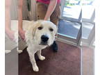 Great Pyrenees Mix DOG FOR ADOPTION RGADN-1385451 - Calvin - Great Pyrenees /