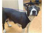 American Pit Bull Terrier-Great Dane Mix DOG FOR ADOPTION RGADN-1385459 - *NOIR