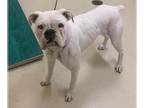 Boxer DOG FOR ADOPTION RGADN-1385469 - *SHAKIRA - Boxer (medium coat) Dog For
