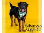 Australian Shepherd-Rottweiler Mix DOG FOR ADOPTION RGADN-1385471 - KOKOMO -