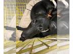Greyhound Mix DOG FOR ADOPTION RGADN-1385472 - AGNES - Greyhound / Mixed (medium