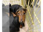 Greyhound Mix DOG FOR ADOPTION RGADN-1385473 - MARY - Greyhound / Mixed (medium