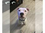 Staffordshire Bull Terrier Mix DOG FOR ADOPTION RGADN-1385480 - SIRIUS -