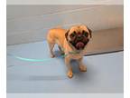 Pug DOG FOR ADOPTION RGADN-1385531 - A538667 - Pug (medium coat) Dog For