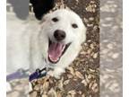Great Pyrenees DOG FOR ADOPTION RGADN-1385540 - Skye - Great Pyrenees (long