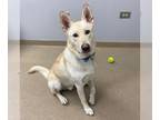 German Shepherd Dog Mix DOG FOR ADOPTION RGADN-1385557 - Chase - German Shepherd